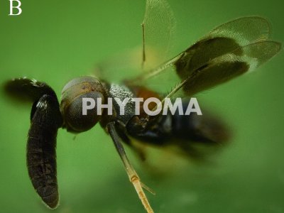 Cryptanusia comperei